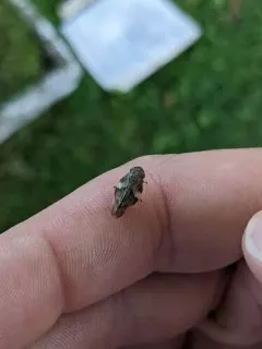 Four-spotted Spittlebug thumbnail 4