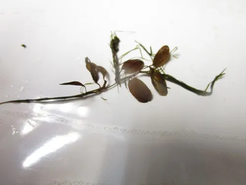 Vasey's Pondweed
