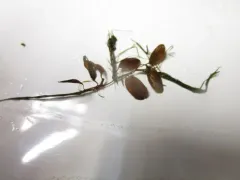 Vasey's Pondweed thumbnail 1