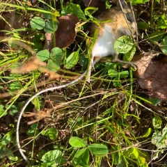 Northern Meadow Jumping Mouse thumbnail 3