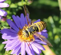 Foxlee's Hornet Fly thumbnail 2
