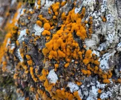 Orange Rock Hair thumbnail 1