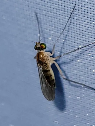 Neurigona nitida