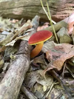 field bolete thumbnail 4