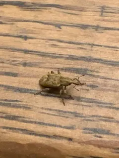 Listronotus appendiculatus thumbnail 3