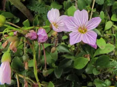Alaska Springbeauty thumbnail 2
