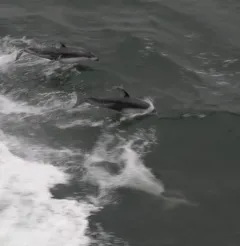 Striped Porpoise thumbnail 2