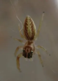 Phanias watonus thumbnail 4