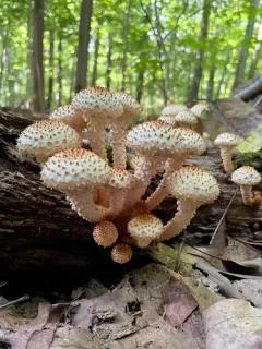 Sharp-scaly Pholiota thumbnail 5