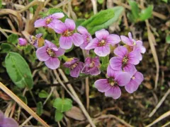 Purple Bitter-cress thumbnail 2