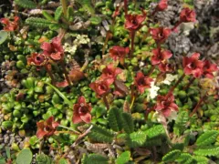 Alaskan pincushion plant thumbnail 4