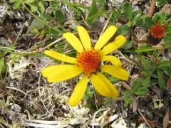 Dwarf Arctic Groundsel thumbnail 4