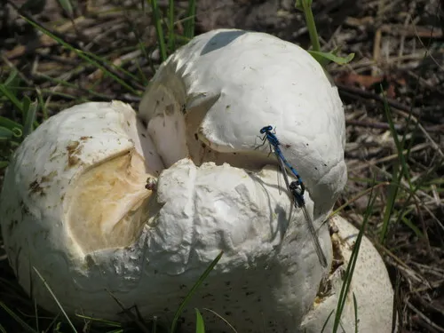 Corkstar Puffball