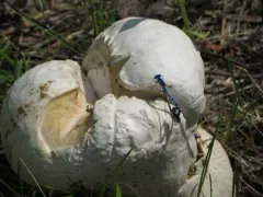 Corkstar Puffball thumbnail 1