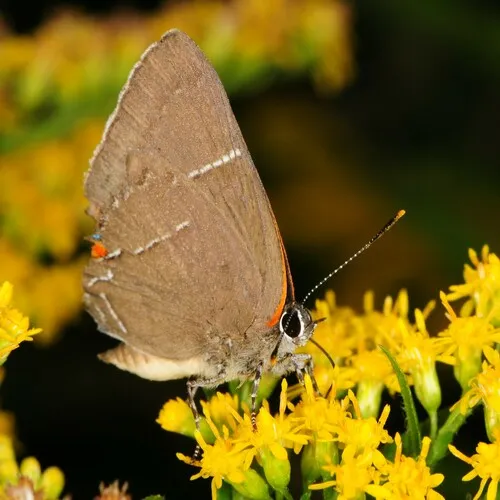White M Hairstreak