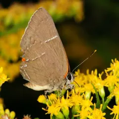 White M Hairstreak thumbnail 1
