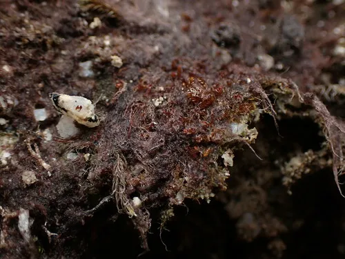 Zygogonium ericetorum