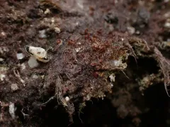 Zygogonium ericetorum thumbnail 1