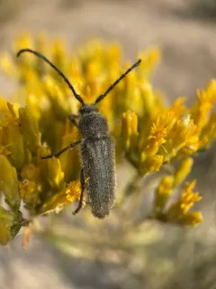 Grizzled Long-horned Beetle thumbnail 2