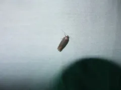 Filatima abactella thumbnail 4