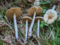 Marasmius nigrodiscus thumbnail 3