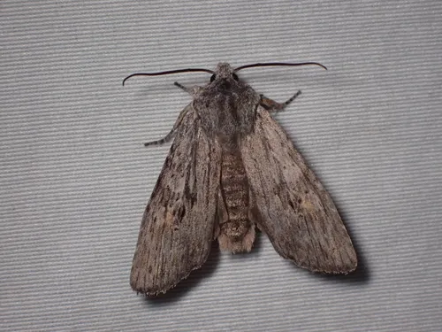 Lithophane contenta