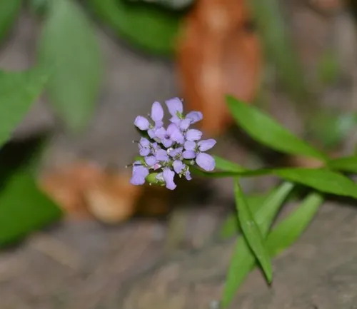 globe candytuft