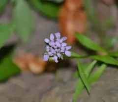 globe candytuft thumbnail 1