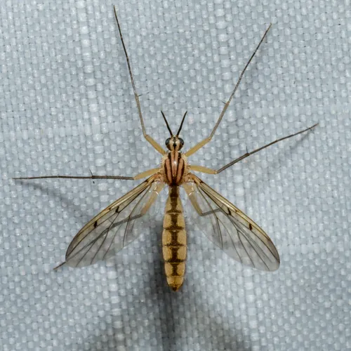 Neoempheria balioptera