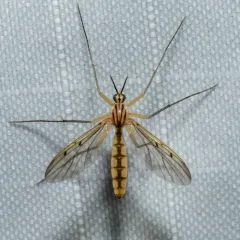 Neoempheria balioptera thumbnail 1