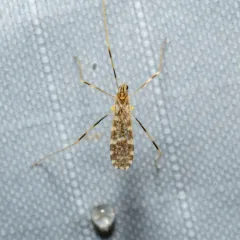 Erioptera caliptera thumbnail 1