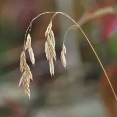 Prairie Brome thumbnail 4