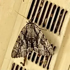 Yellow-Gray Underwing thumbnail 3