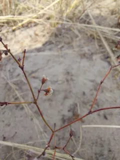 Nodding Buckwheat thumbnail 4
