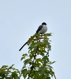 Fork-tailed Flycatcher thumbnail 3