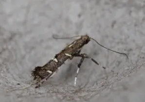 Chinese Tallow Leaf Miner