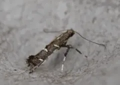Chinese Tallow Leaf Miner thumbnail 1