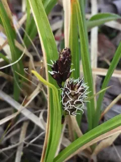Fragile-seed Sedge thumbnail 2
