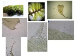 Comb-moss thumbnail 3