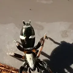 Sergiolus columbianus thumbnail 2