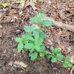 American holly thumbnail 3
