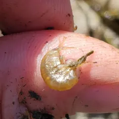 Lacustrine Scud thumbnail 1