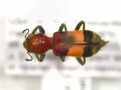 Orange-banded Clerid thumbnail 2