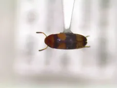 Three-banded False Flower Beetle thumbnail 2