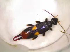 Bone-house Earwig thumbnail 3