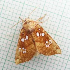 Ash Shoot Borer Moth thumbnail 4