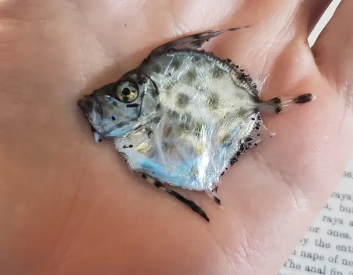 Buckler Dory