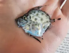 Buckler Dory thumbnail 1