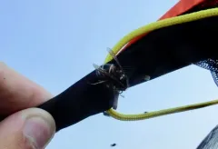 Northern Red-banded Yellowjacket thumbnail 1