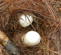 robust clitocybe thumbnail 1